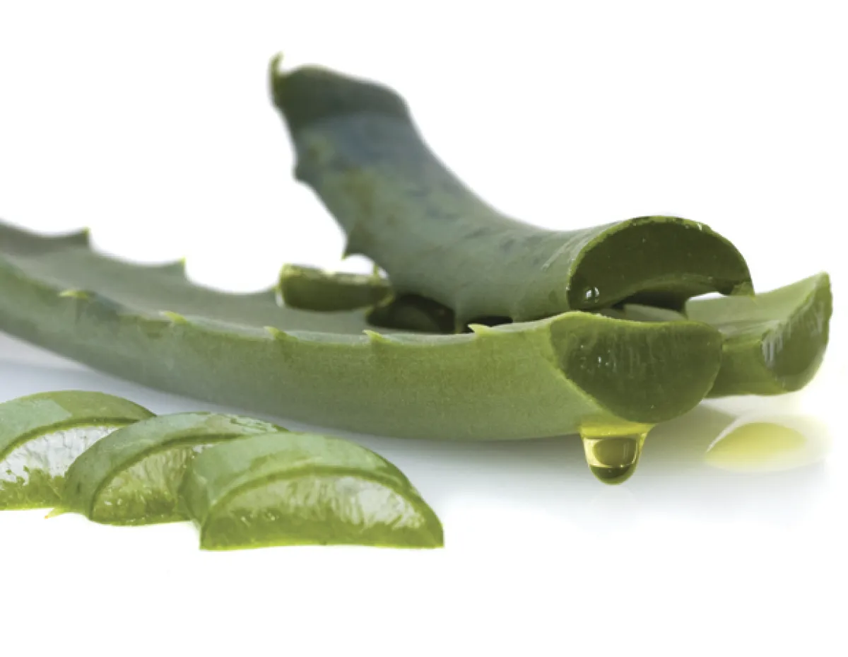 El aloe vera proporciona alivio a la comezón causada por la caspa.