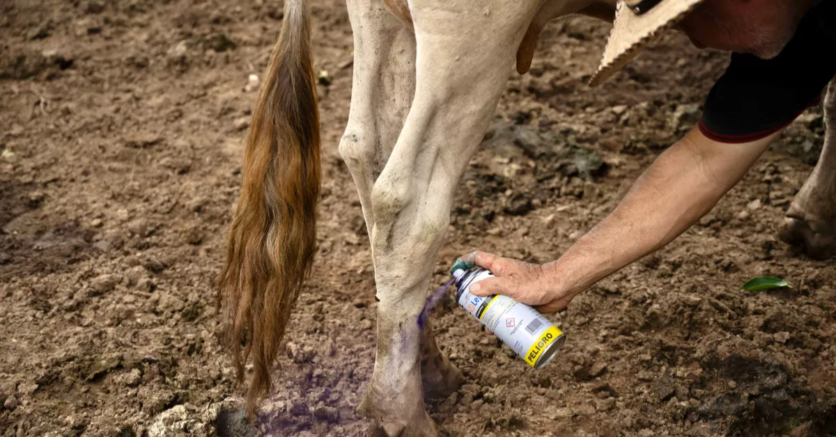 gusano-barrenador-animales.jpg