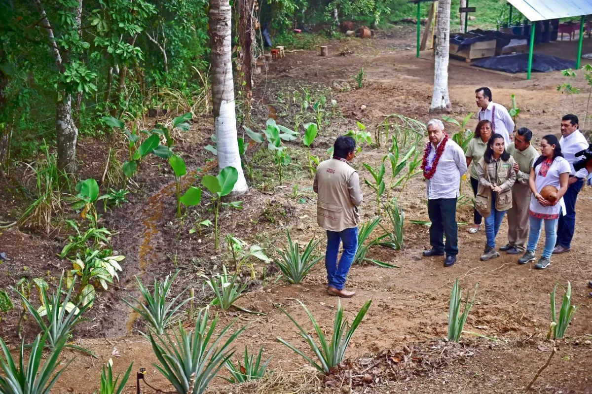 El Presidente Andrés Manuel López Obrador visitó un vivero comunitario en el marco del programa Sembrando Vida