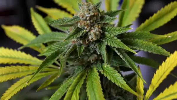 marihuana