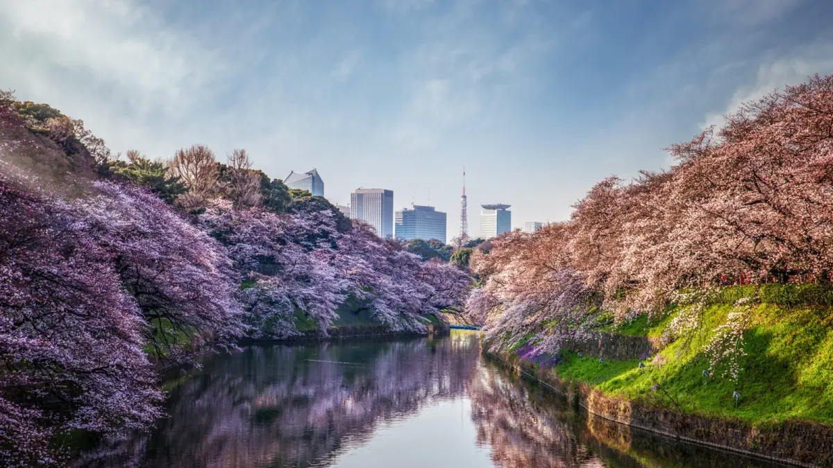 Sakura or cherry blossom park in spring shidorigafuji