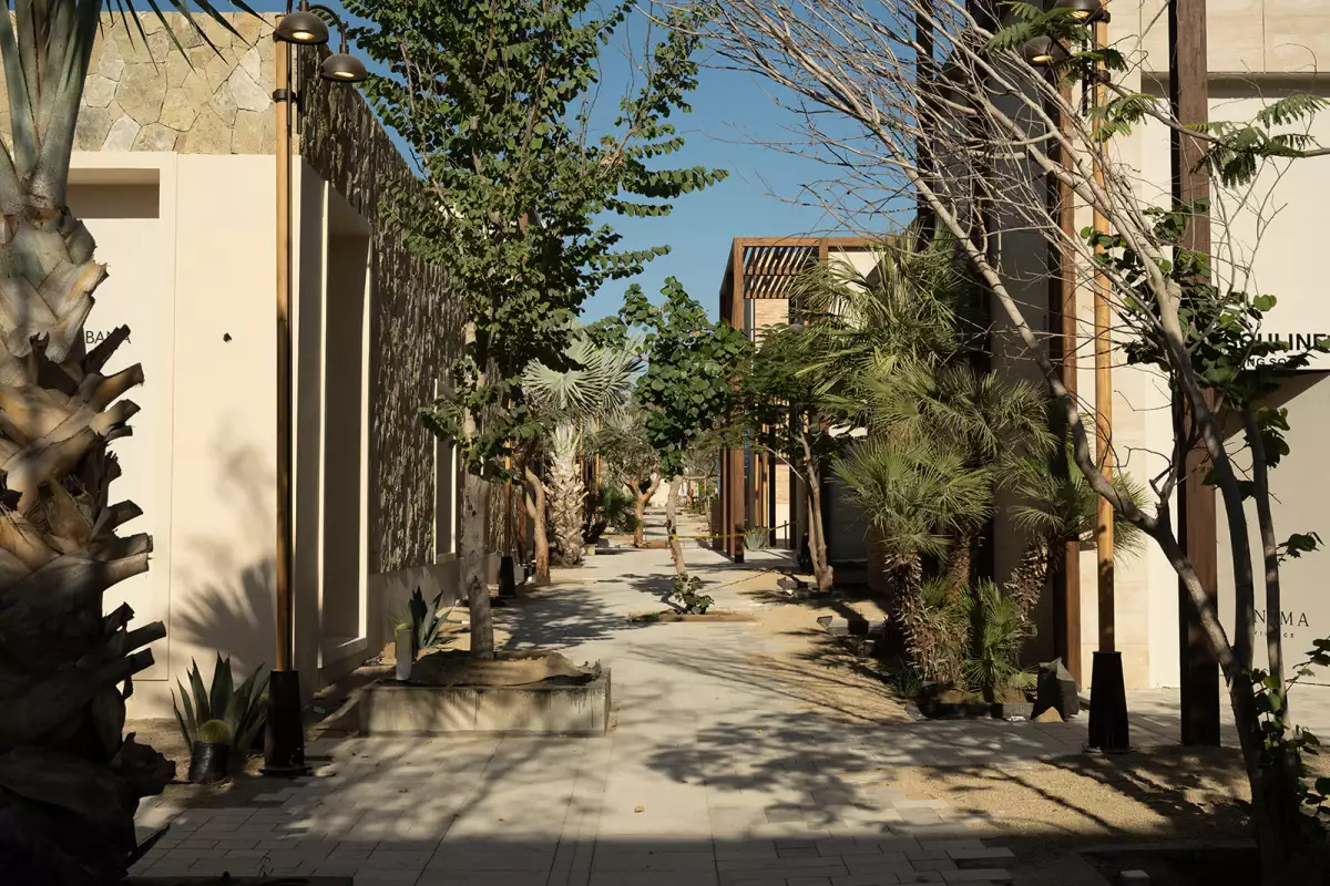 SOMA / ANIMA NOV 2025