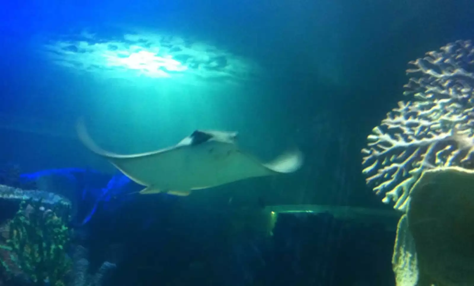 También se desarrollaron alianzas con el Acuario de Veracruz, el Instituto Tecnológico de Boca del Río y el Acuario de Mazatlán para crear programas de conservación y contribuir a la formación de veterinarios y biólogos.