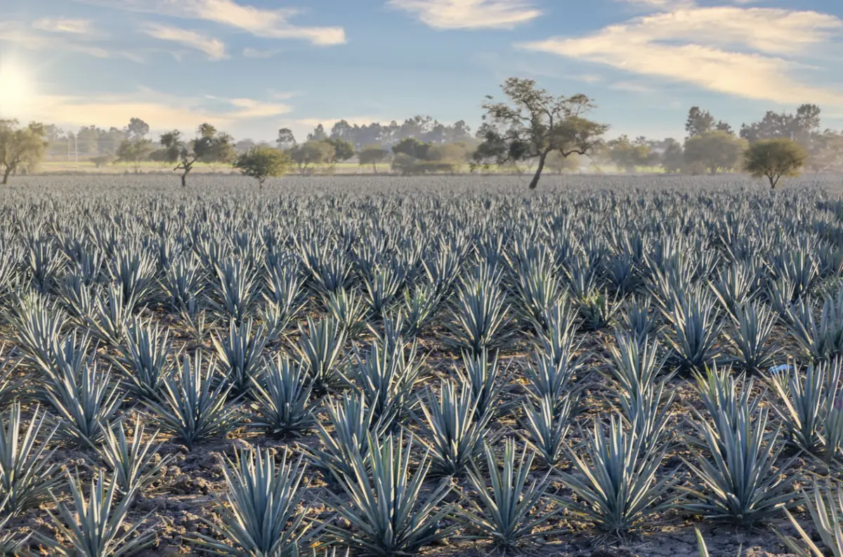 Agave landscape