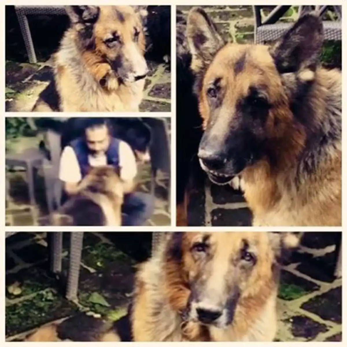 El cantante compartió su tristeza con sus seguidores en Intagram, pues además de un conmovedor mensaje, también publicó un video para despedirse de su "viejito".