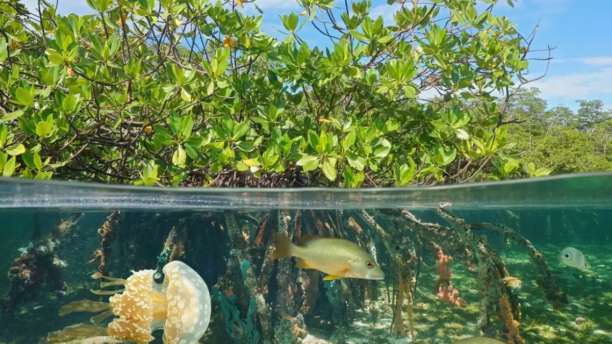 biodiversidad agua dulce.jpg