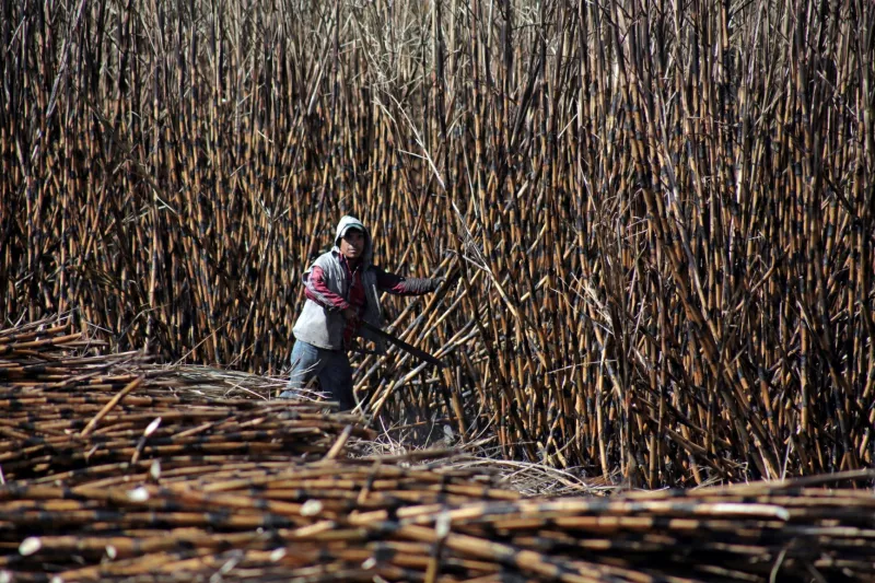 Sader apoyo a productores cañeros