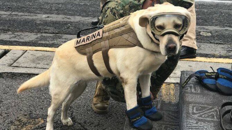 Frida, perro rescatista