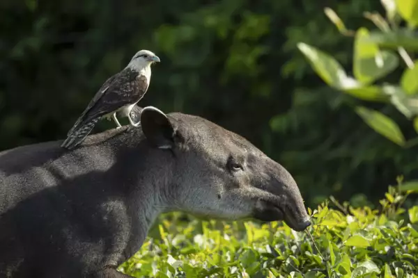 Baird's tapir and a Yellow-headed caracara