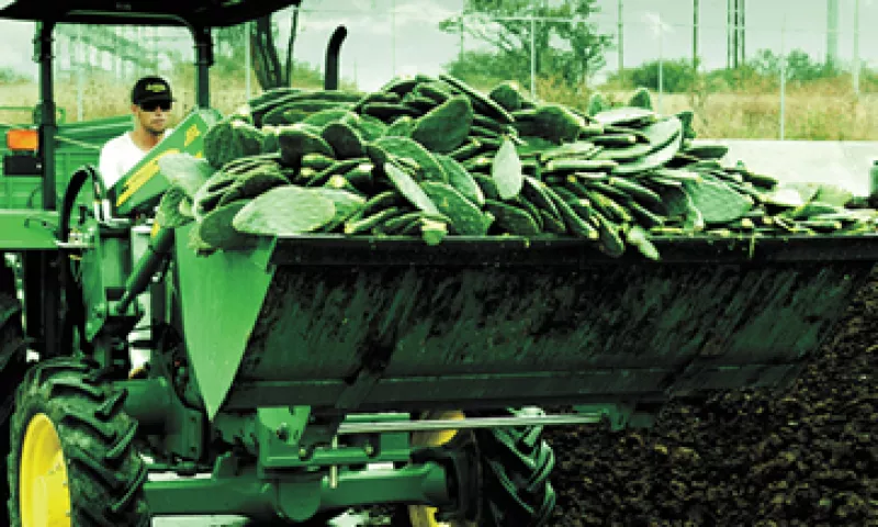 En México hay 12,000 hectáreas de plantaciones de nopal. (Foto: Revista Quo/Ernesto Perea)