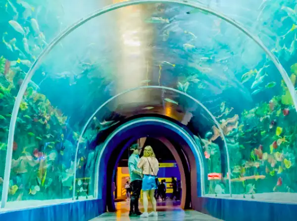 Acuario Michi