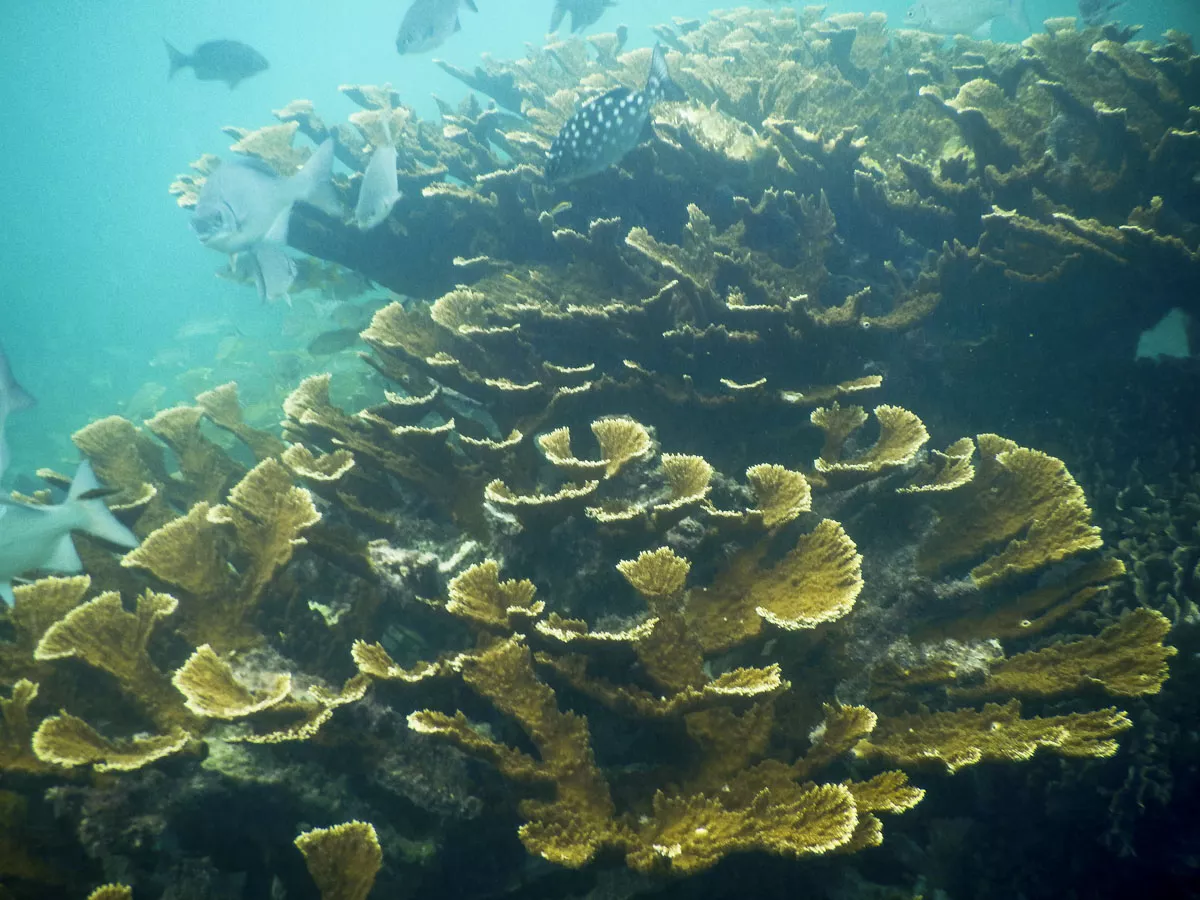 Corales Quintana Roo seguro paramétrico