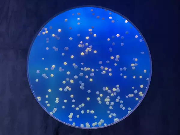 Acuario de Mazatlán