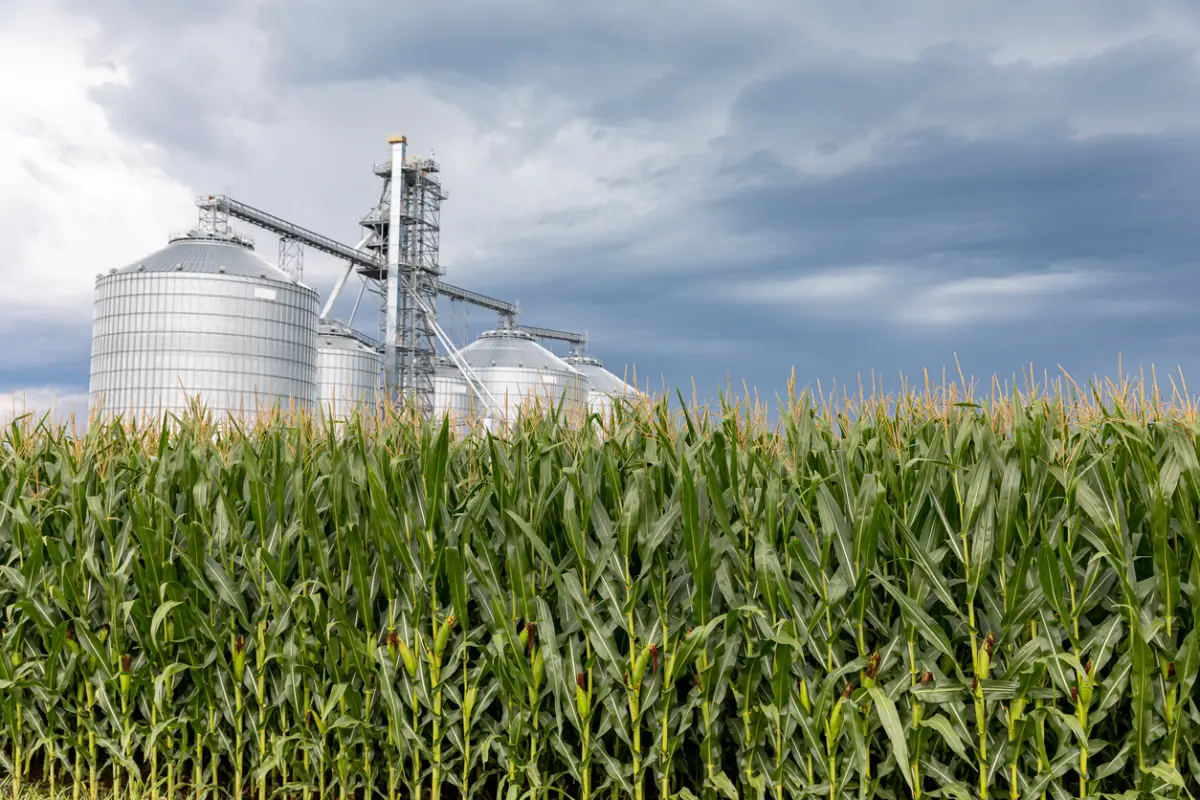 Tamaulipas tendrá la primera planta 100% para la producción de etanol en México con sorgo de maíz