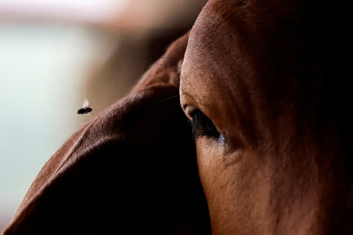 FILE PHOTO: Mexican government and livestock farmers struggle to control the outbreak of the screwworm