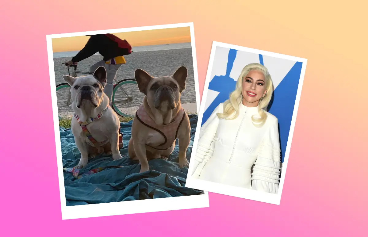 GagaDogs_destacada.jpg