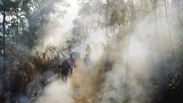 Recuperar los bosques para vivir