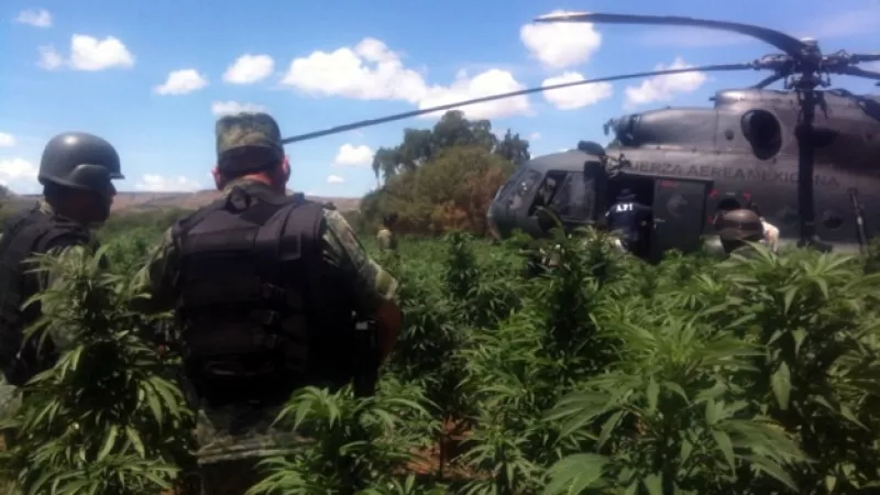 decomiso de plantío de marihuana en Durango
