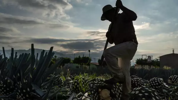 Sunrise cutting agave plants.