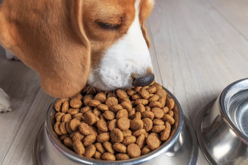 Los perros ya comen como un miembro más de la familia y eso está transformando un negocio millonario 
