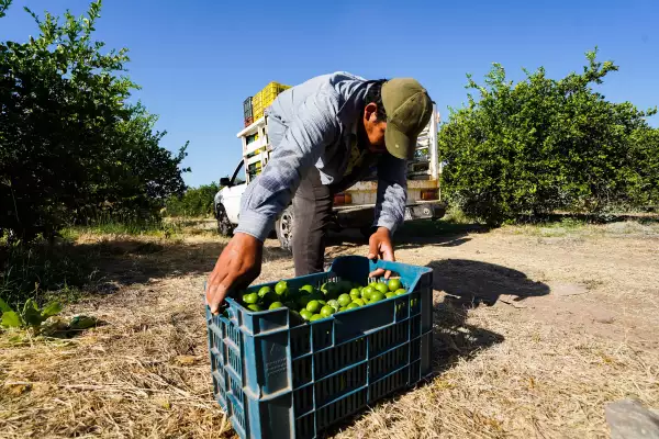 Limoneros de Apatzingan