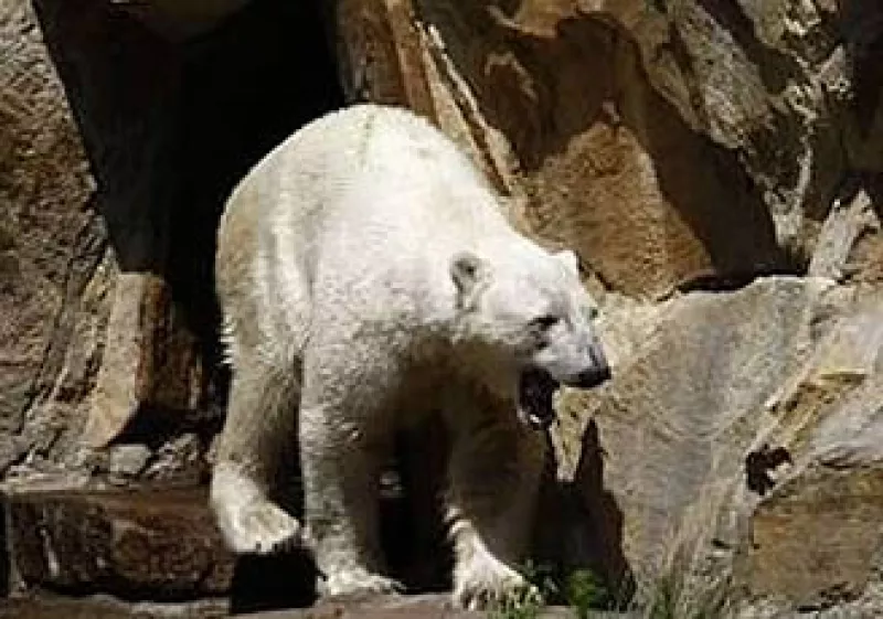 El oso Knut recibió más de 7 millones de visitantes desde 2007. (Foto: AP)