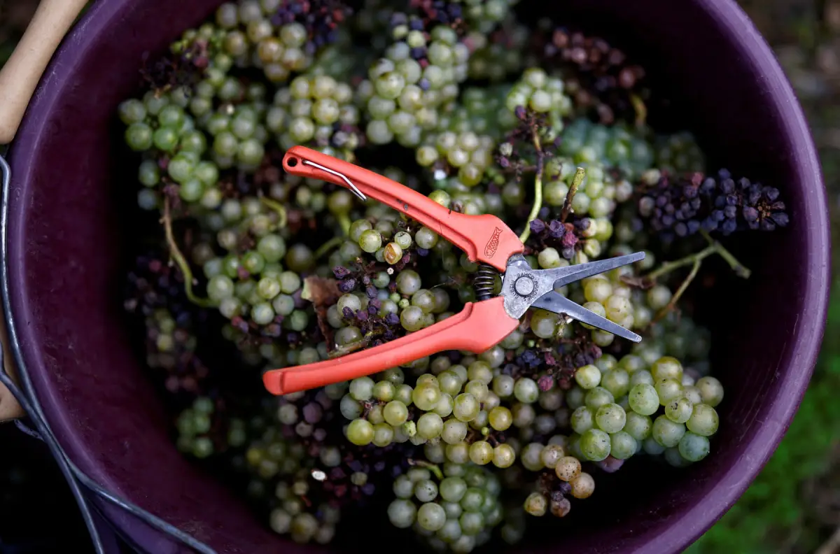 vino