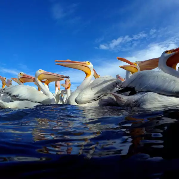 MEXICO-WHITE PELICANS-FEATURE