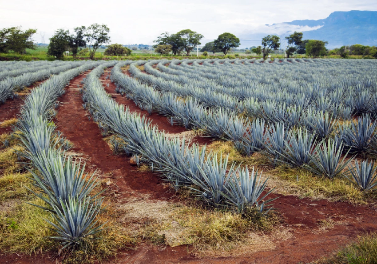 agave plantas