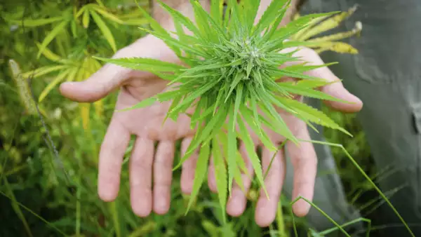 quería convertirse en la primera firma de cannabis en cotizar en el Nasdaq.