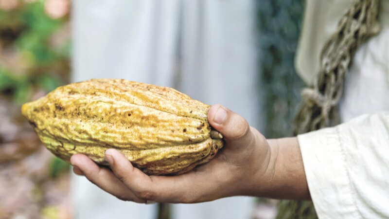 El estado ofrece rutas para visitar plantaciones y fábricas para conocer el origen y el proceso de transformación del grano de cacao.