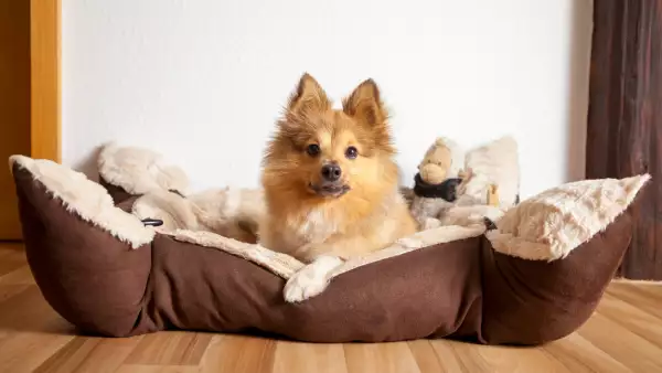 Ya sea que tus perros sean grandes o pequeños, te compartimos algunas recomendaciones y opciones de camas para que elijas la ideal.