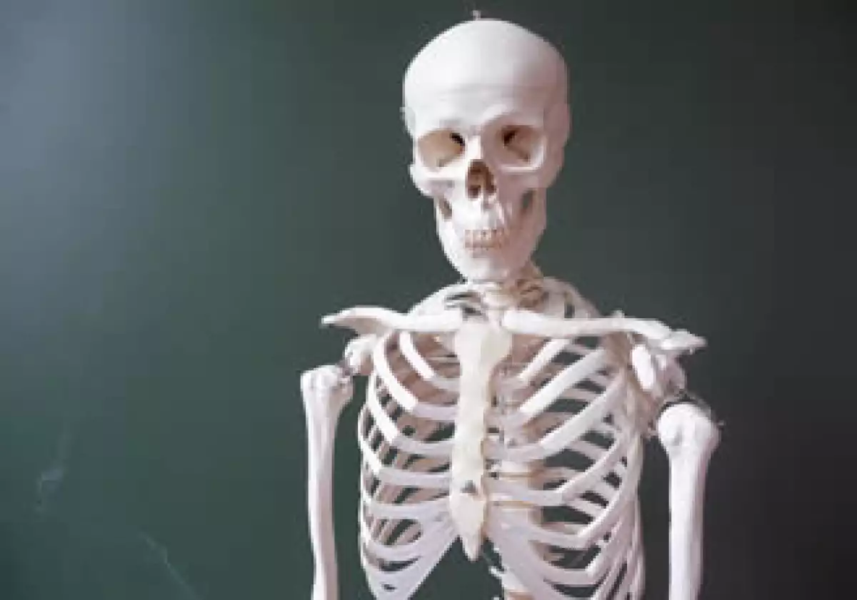 La osamenta humana se compone de 208 huesos.  (Foto: Especial)