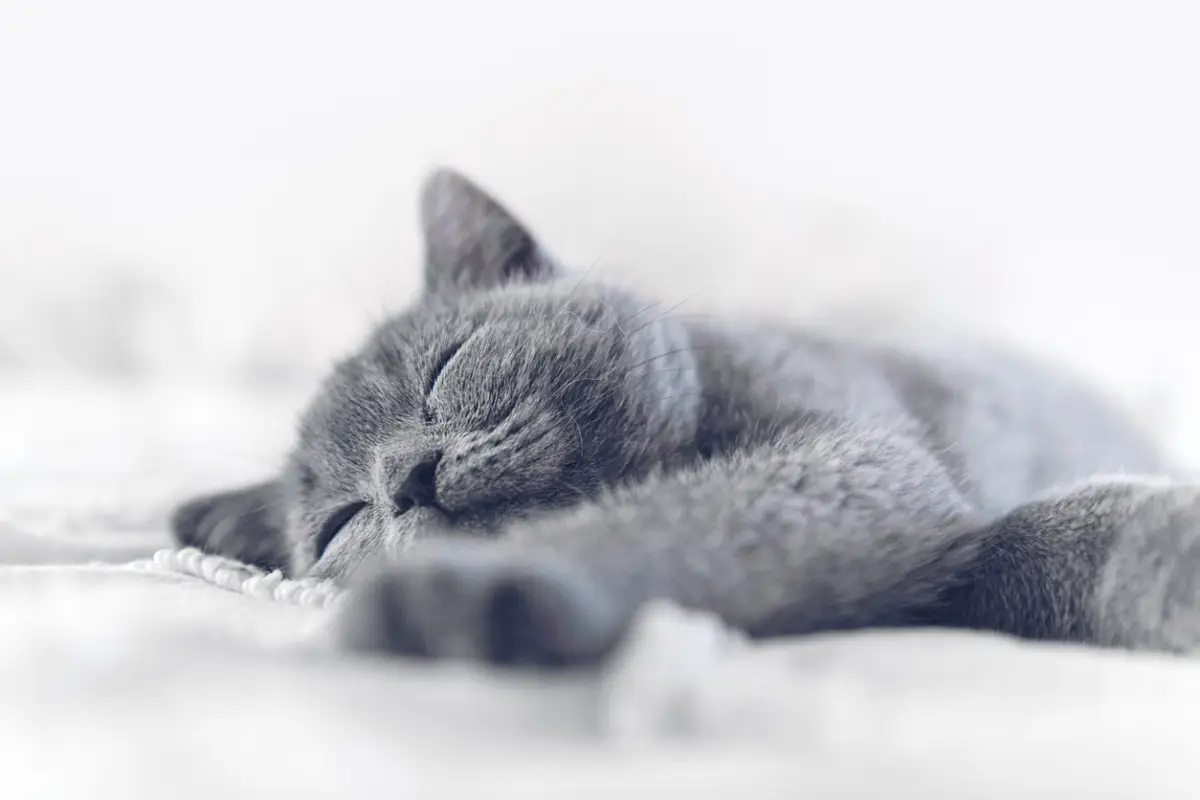 Gatos