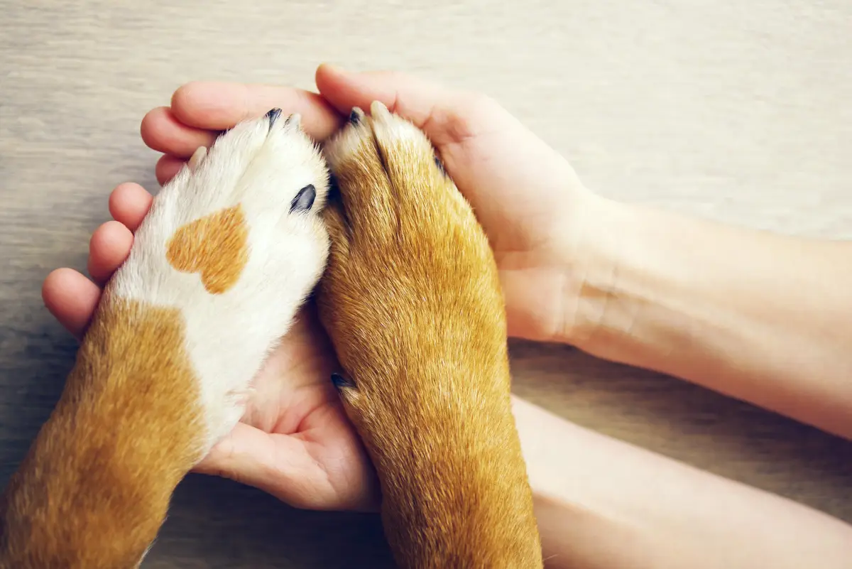 Dog,Paws,With,A,Spot,In,The,Form,Of,Heart