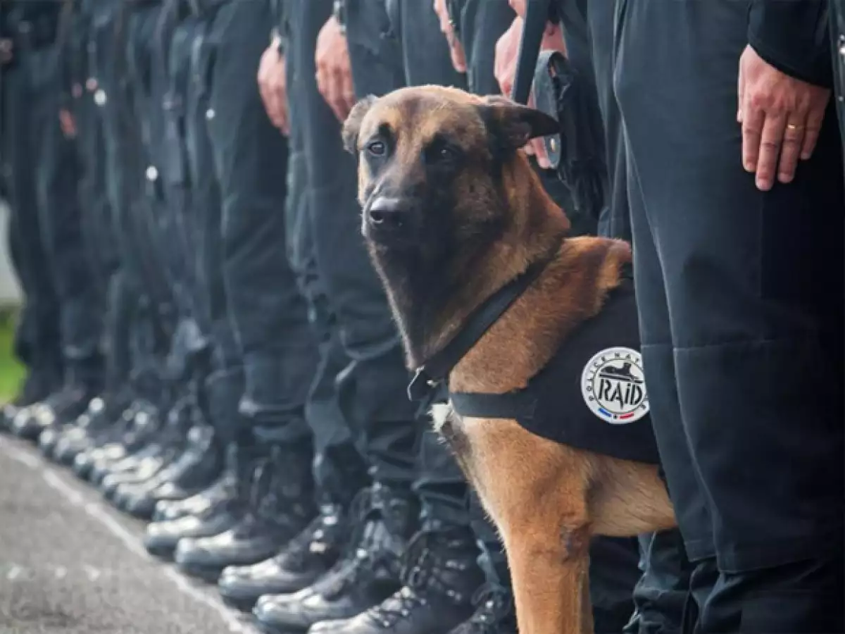 "Diesel" era una perra policía experta en detectar explosivos y murió cuando una mujer, que perseguía la policía francesa, detonó un chaleco con explosivos que estaba vistiendo.