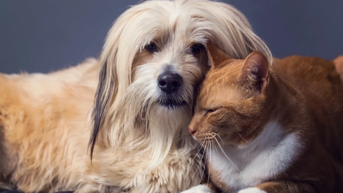 perros y gatos mascotas