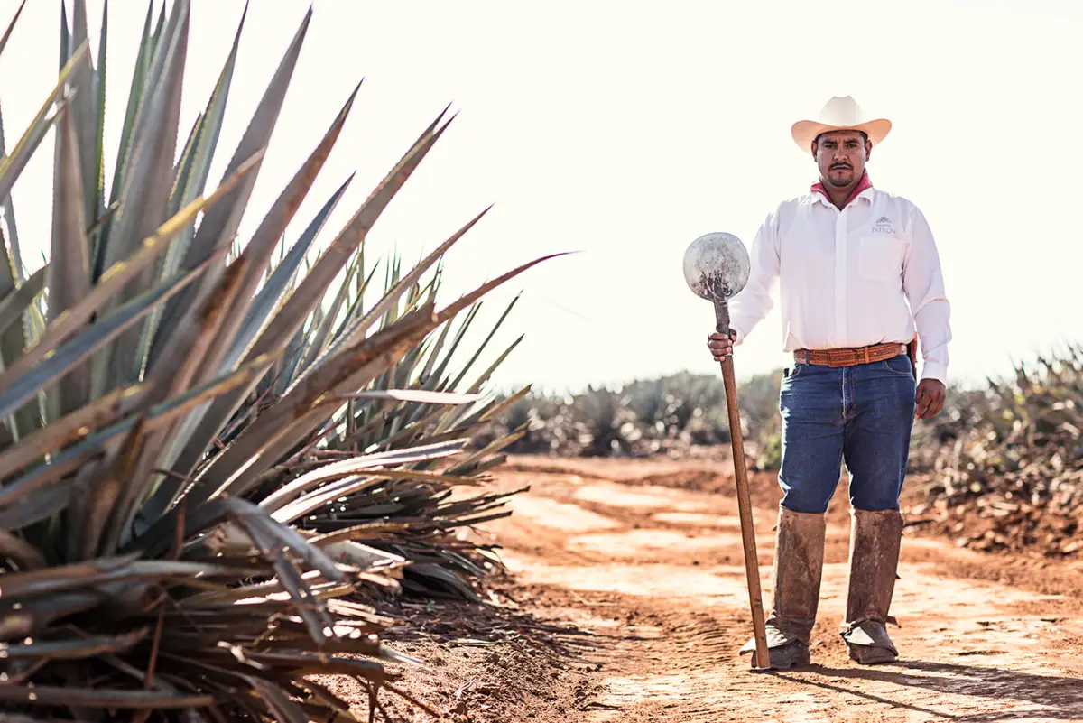 Tequila Patrón