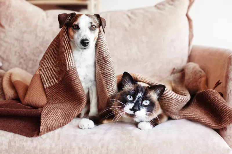¿Por qué las rentas pet friendly están ganando popularidad en México?