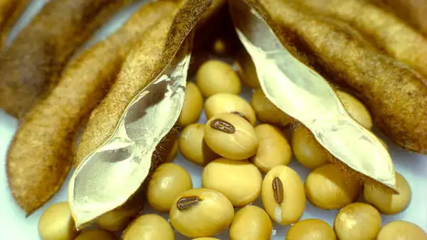Los rendimientos de productos como la soya han sido impulsados por una menor oferta en el mercado internacional.