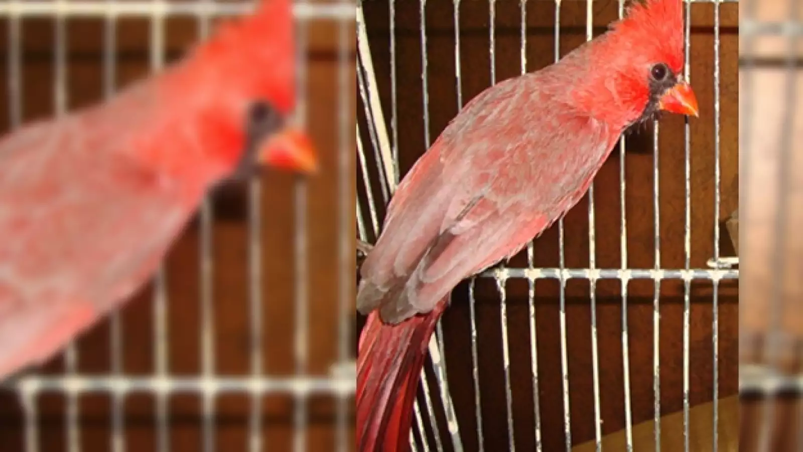 Aves Hank Rhon 