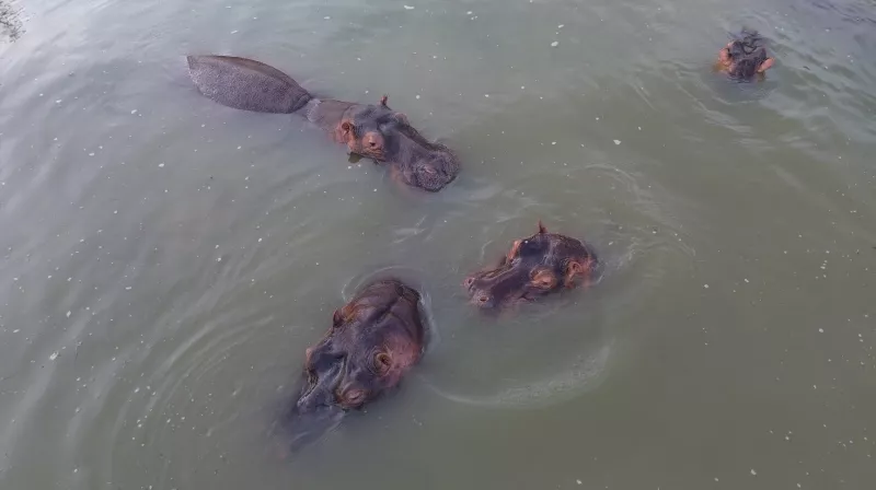 hipopotamos colombia
