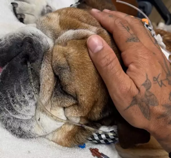 perro-de-lewis-hamilton-roscoe.jpg