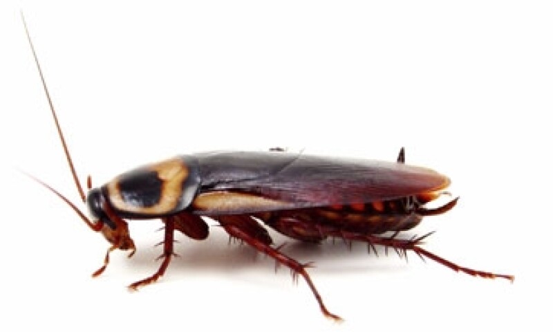 Cucaracha