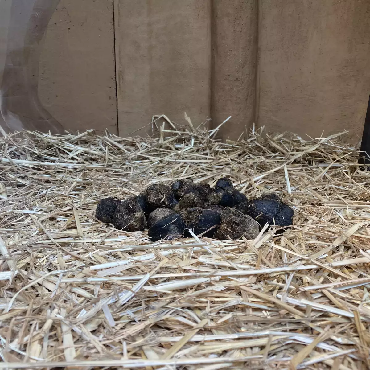 hermes popo caca caballo vitrina escaparate