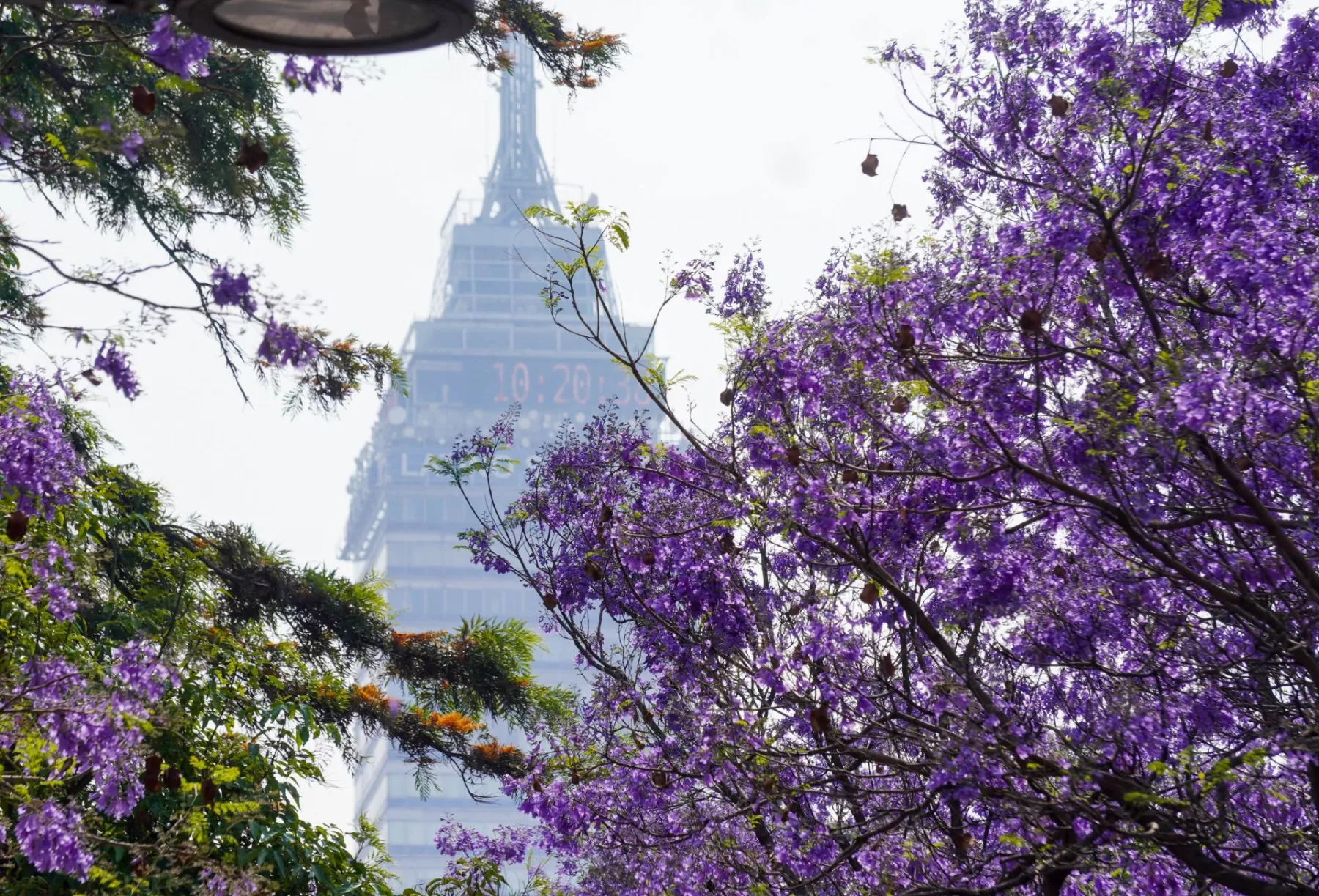 Alameda Jacarandas