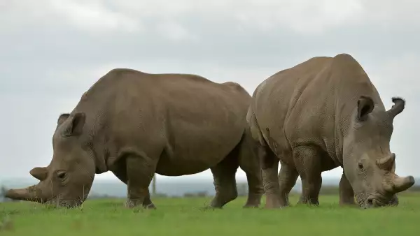 Valiosos cuernos