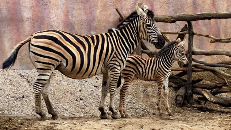 cebra zoologico de aragon