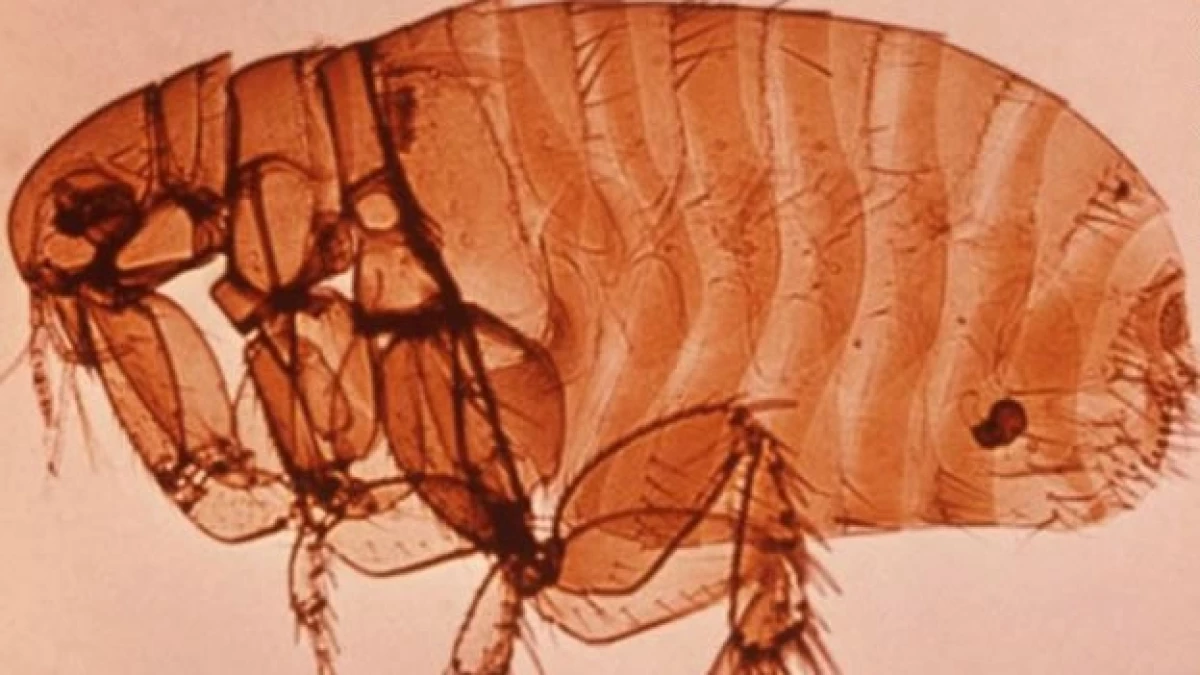 Una garrapata portadora de la bacteria que causa la plaga, mortal en humanos