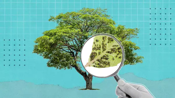 Los árboles de la CDMX padecen una plaga